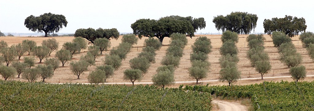 Quinoa Travel