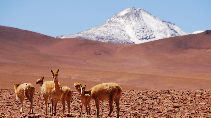 Quinoa Travel