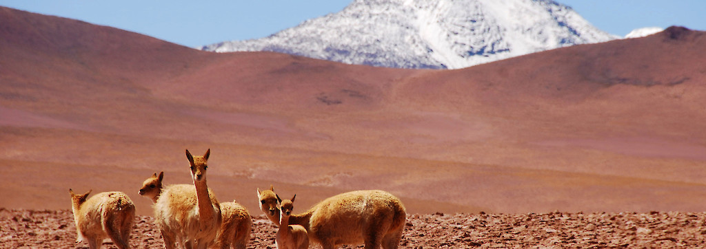 Quinoa Travel