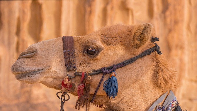 Quinoa Travel