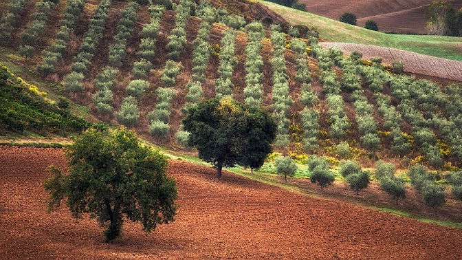 Quinoa Travel